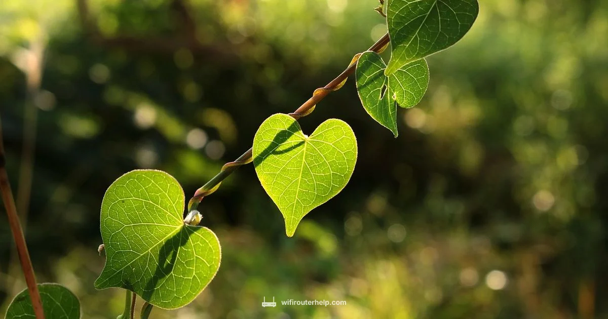 Green Light Fix Green Light Fix - WiFi Router Help