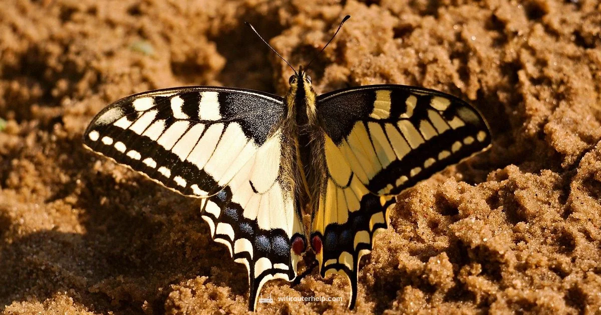 Dovetail Bit Essentials - WiFi Router Help